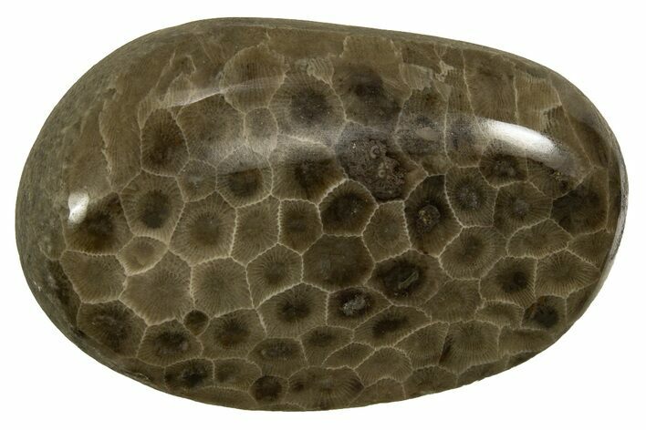 Polished Petoskey Stone (Fossil Coral) - Michigan #328347